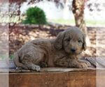 Small Goldendoodle-Poodle (Miniature) Mix