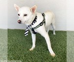 Small Photo #2 Chihuahua-Unknown Mix Puppy For Sale in San Diego, CA, USA