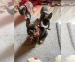 Small Photo #5 French Bulldog Puppy For Sale in CHENOIS CREEK, WA, USA