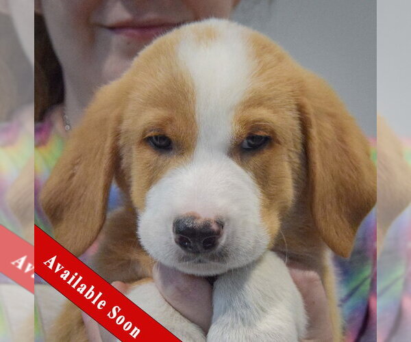 Medium Photo #1 Golden Shepherd Puppy For Sale in Huntley, IL, USA
