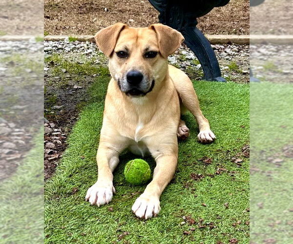 Medium Photo #1 Labrador Retriever-Unknown Mix Puppy For Sale in McDonough, GA, USA