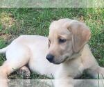 Small Photo #1 Labrador Retriever-Unknown Mix Puppy For Sale in MACON, GA, USA