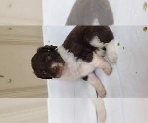 Aussiedoodle Puppy for Sale in IRVINGTON, Kentucky USA