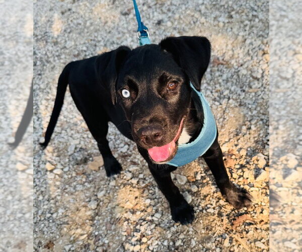 Medium Photo #3 Labrador Retriever-Unknown Mix Puppy For Sale in Claremore, OK, USA