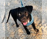 Small #2 Labrador Retriever Mix