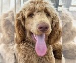 Small #2 Poodle (Standard)