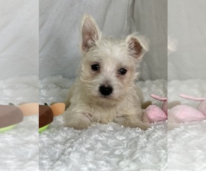 West Highland White Terrier Puppy for sale in SCHOHARIE, NY, USA