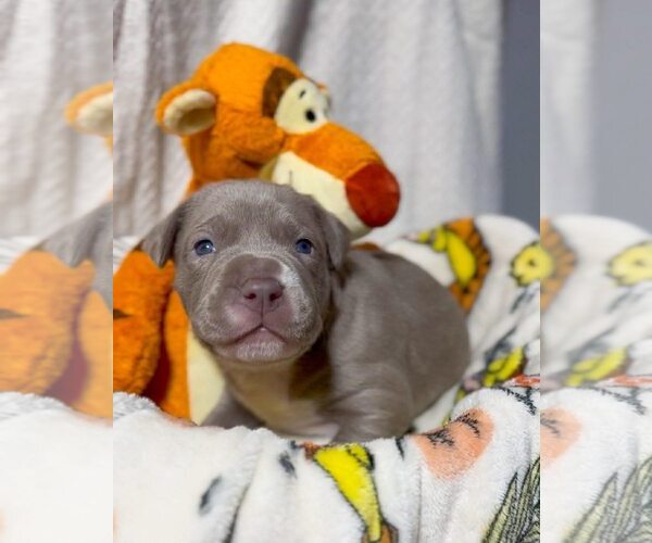 Medium Photo #1 American Pit Bull Terrier Puppy For Sale in Belleville, MI, USA