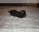 Small Photo #1 Shih Tzu Puppy For Sale in FRESNO, CA, USA