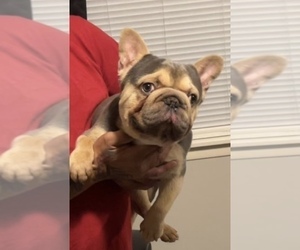 Father of the French Bulldog puppies born on 06/02/2026