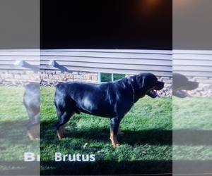 Father of the Rottweiler puppies born on 08/22/2025