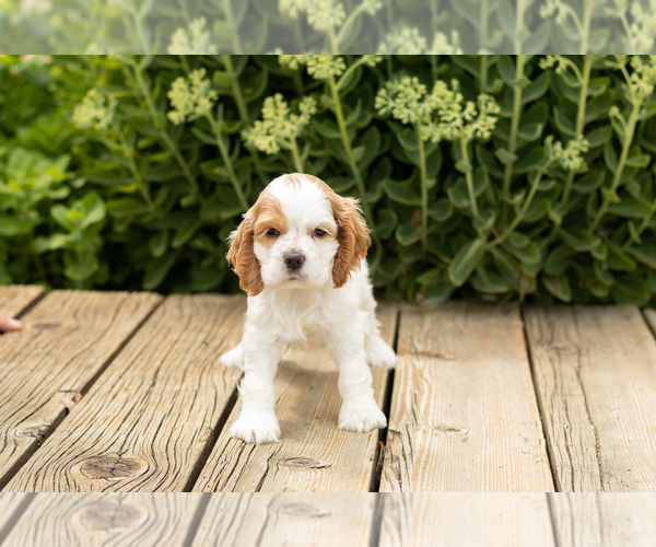 Medium Photo #2 Cocker Spaniel Puppy For Sale in NAPPANEE, IN, USA