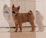 Small #2 Shiba Inu