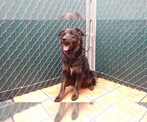 German Shepherd Dog Dogs for adoption in Downey, CA, USA