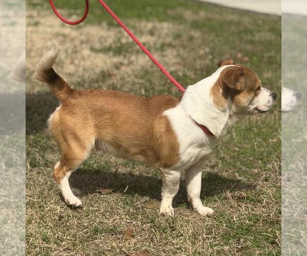 Medium Photo #3 Basset Hound-Unknown Mix Puppy For Sale in Yardley, PA, USA