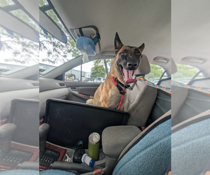 Mutt Dogs for adoption in Imlay City, MI, USA