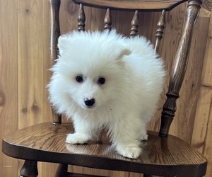 American Eskimo Dog Puppy for sale in DORCHESTER, WI, USA