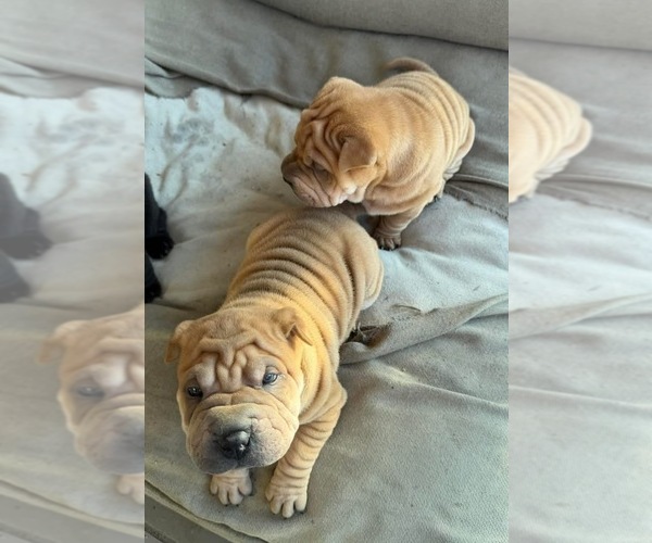 Medium Photo #1 Chinese Shar-Pei Puppy For Sale in SAN MARCOS, CA, USA