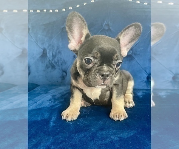 Medium Photo #10 French Bulldog Puppy For Sale in CORPUS CHRISTI, TX, USA