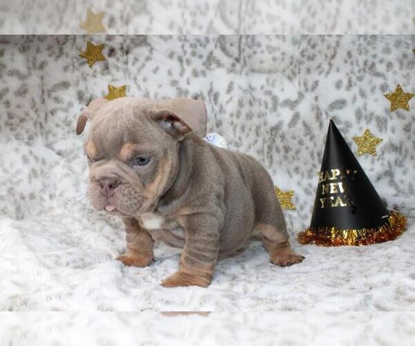 Medium Photo #3 English Bulldog Puppy For Sale in CHARLESTON, SC, USA