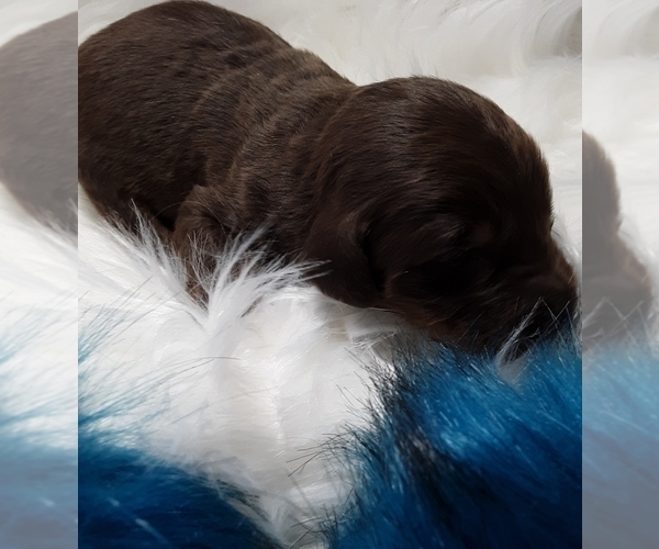 Medium Photo #7 Doodleman Pinscher Puppy For Sale in SUNRISE BEACH, MO, USA