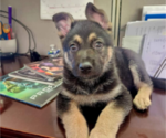 Small Photo #1 German Shepherd Dog Puppy For Sale in FRANKLIN, GA, USA