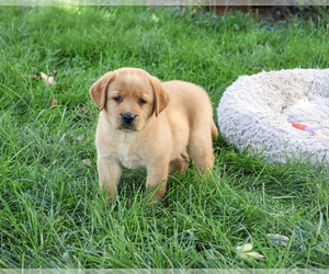 Labrador Retriever Puppy for sale in SYRACUSE, IN, USA