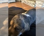 Puppy Boy Basset Hound