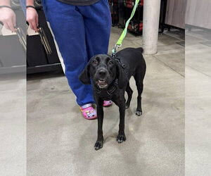 Mutt Dogs for adoption in Westwood, NJ, USA