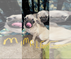 Pug Puppy for sale in FALMOUTH, VA, USA