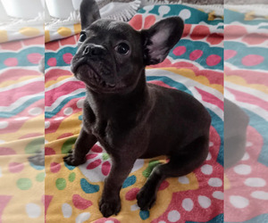 French Bulldog Puppy for Sale in FT MYERS BEACH, Florida USA