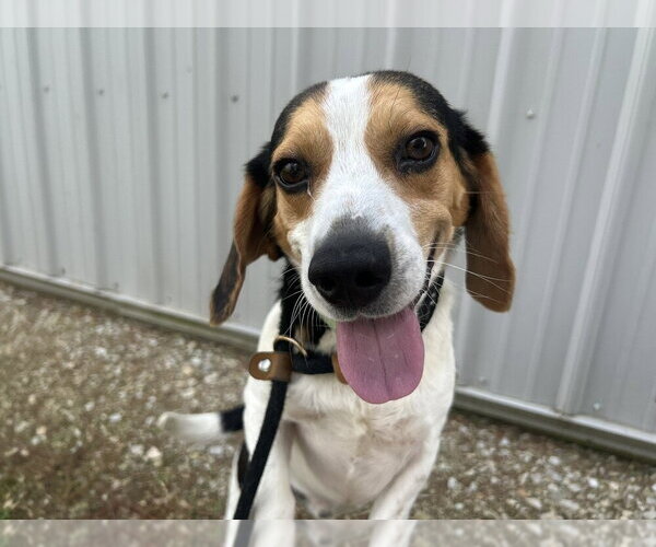 Medium Photo #3 Beagle Puppy For Sale in Evansville, IN, USA