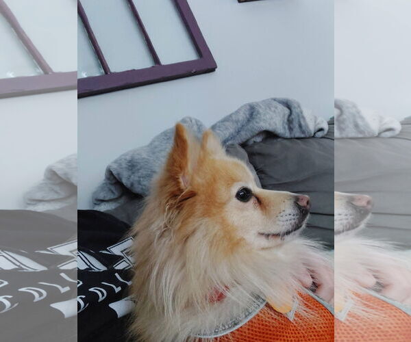 Medium Photo #5 Pomeranian Puppy For Sale in St. Louis Park, MN, USA