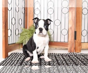 Boston Terrier Puppy for sale in NAPLES, FL, USA