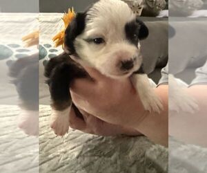 Australian Shepherd Puppy for sale in WEBSTER, FL, USA