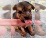 Small Photo #281 Yorkshire Terrier Puppy For Sale in AKRON, OH, USA