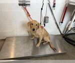 Small Golden Retriever Mix