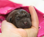 Small Photo #11 Labrador Retriever Puppy For Sale in HYDE PARK, VT, USA
