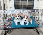Small Photo #5 Pembroke Welsh Corgi Puppy For Sale in SURFSIDE, SC, USA