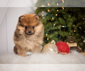 Pomeranian Puppy for sale in BENTON, MO, USA