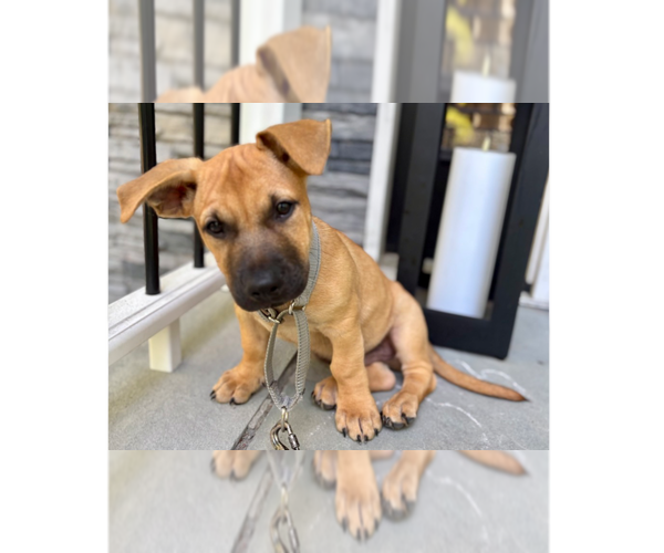 Medium Photo #5 Labrador Retriever-Unknown Mix Puppy For Sale in Brewster, NY, USA