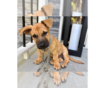 Small #4 Labrador Retriever Mix