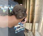 Small #4 Chesapeake Bay Retriever