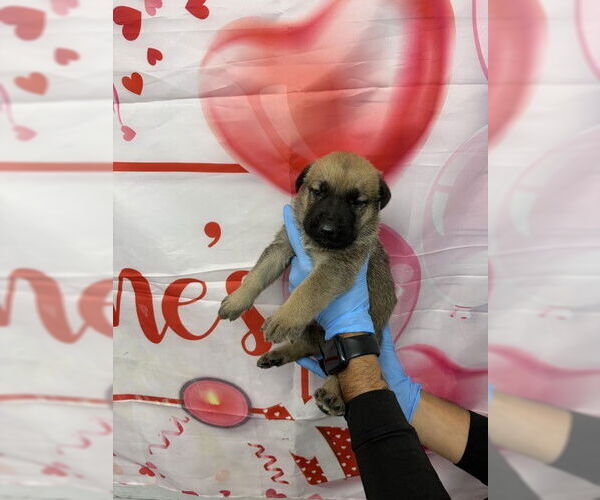 Medium Photo #1 Holland Shepherd-Unknown Mix Puppy For Sale in San Bernardino, CA, USA