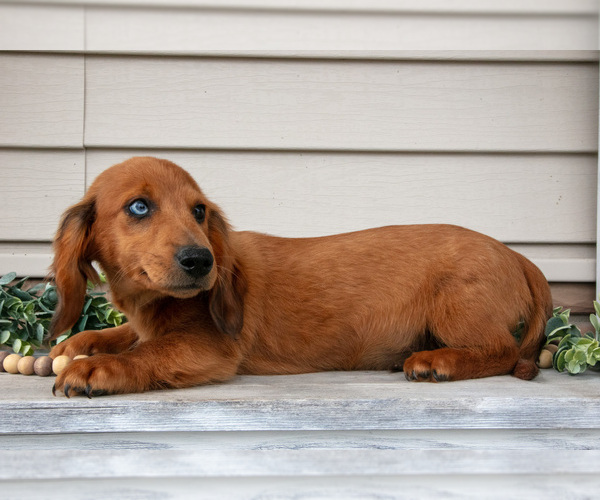 Medium Photo #3 Dachshund Puppy For Sale in NAPPANEE, IN, USA