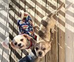 Small Photo #4 ShiChi Puppy For Sale in Wheaton, IL, USA