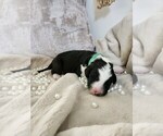 Puppy Green Sheepadoodle
