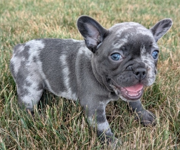 Medium Photo #6 French Bulldog Puppy For Sale in GOSHEN, IN, USA