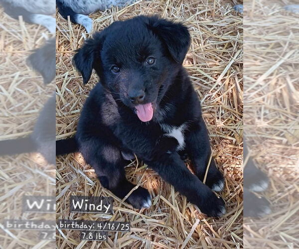Medium Photo #1 Mutt Puppy For Sale in Springdale, PA, USA