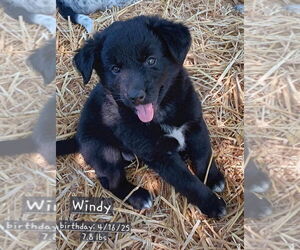 Mutt Dogs for adoption in Springdale, PA, USA